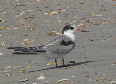 Common Tern older juv.