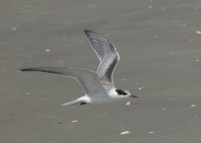 Common Tern juv.
