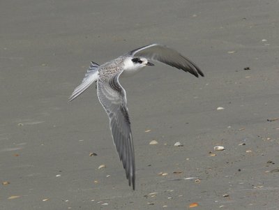 Common Tern juv.