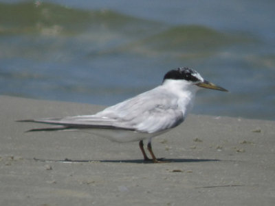 Least Tern