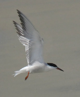 Common Tern