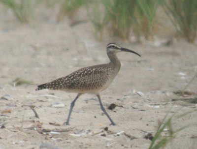 Whimbrel and Footprints