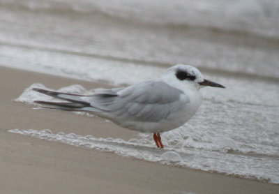Forster's Tern