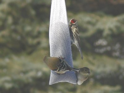 Common Redpoll, with winter plumaged American Goldfinches