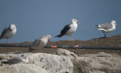 California Gull (on right)