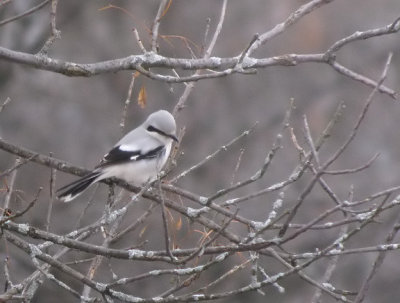 Northern Shrike