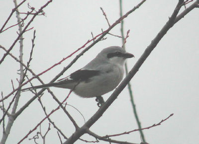 Northern  Shrike