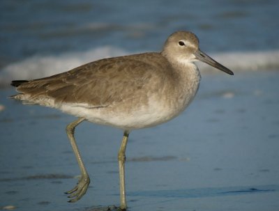Willet