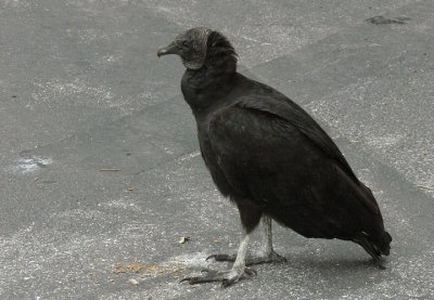 Black Vulture