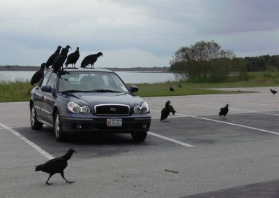 Black Vultures