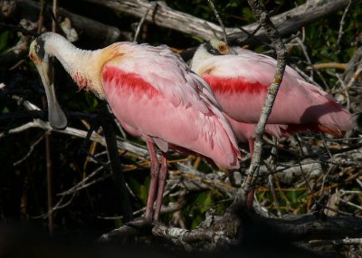 Roseate Spoonbill