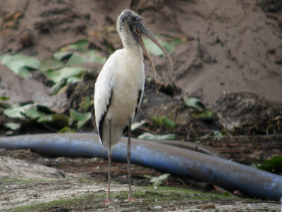 Wood Stork