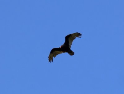 Turkey Vulture