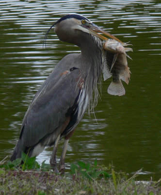 Great Blue Heron