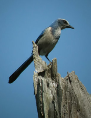 Florida Scrub Jay