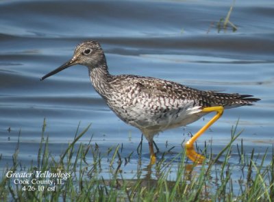 Greater Yellowlegs