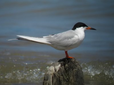 Forster's Tern