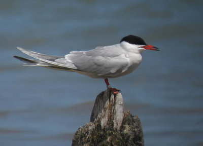 Common Tern