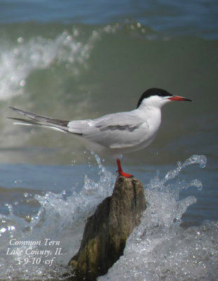 Common Tern