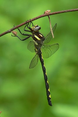 Arrowhead Spiketail