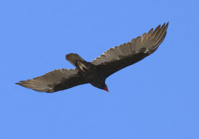 Turkey Vulture adult