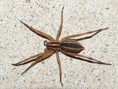 Rabid Wolf Spider