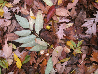 Fall leaves from Crabtree Nature Center