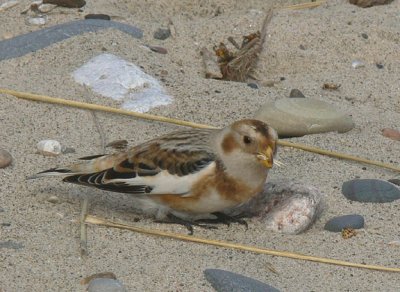 Snow Bunting