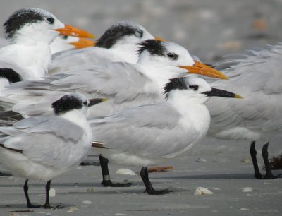 Royal Tern