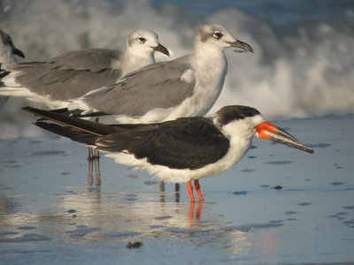 Black Skimmer