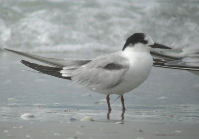 Common Tern