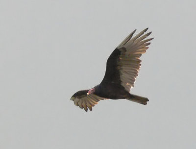 Turkey Vulture adult
