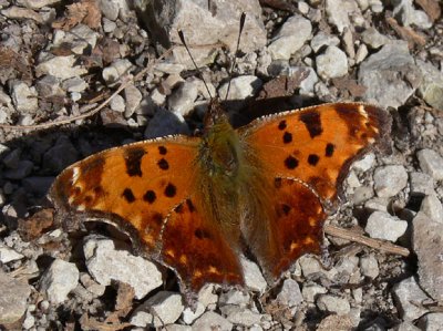 Eastern Comma