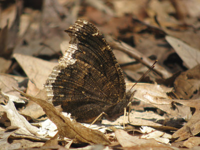 Mourning Cloak underside