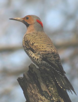 Northern Flicker