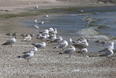 Willets and gulls