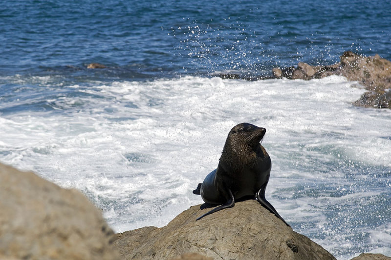 Cape Palliser Seal Colony