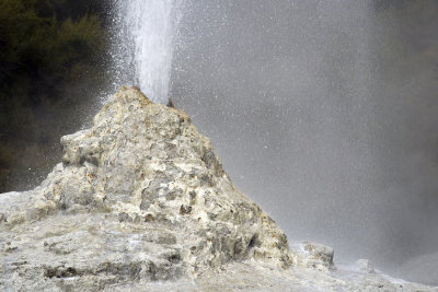 Lady Knox Geyser eruption