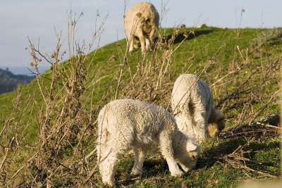 Sheep, sheep and sheep