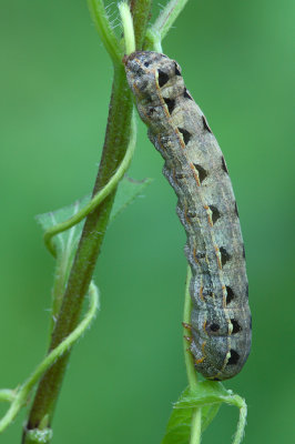 Yellow Striped Armyworm