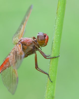 Needham Skimmer