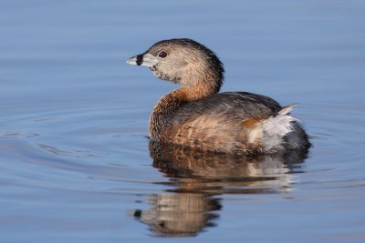 Pied Billed Grebe