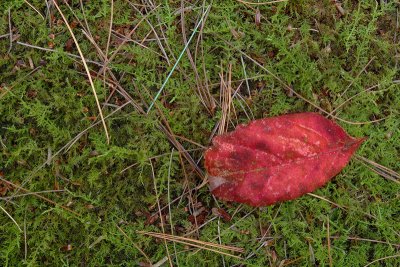 Leaf on a Log