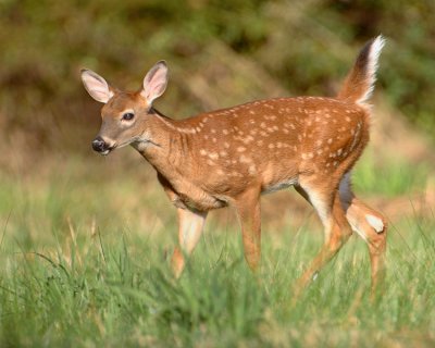 Fawn