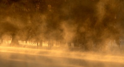 Golden Light and Mist