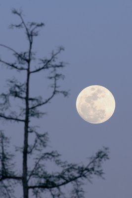 Full Moon Tree Top