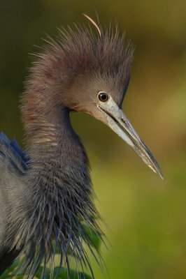 Lil Blue Heron Closeup