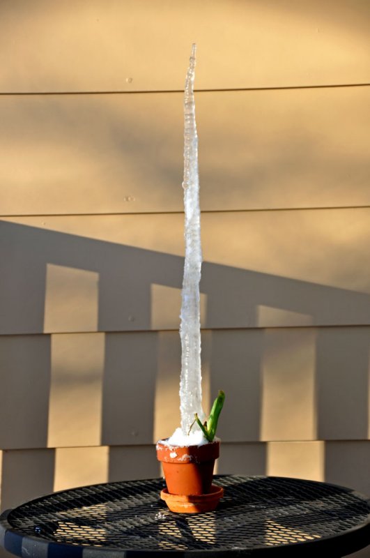 icicle plant