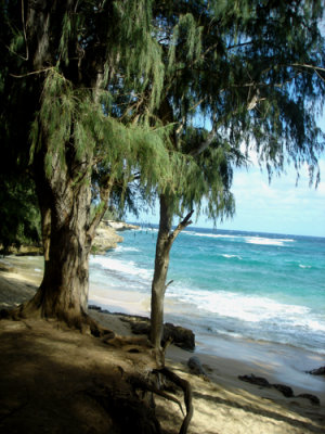 Kauai Shore