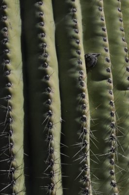 Cactus skin